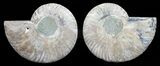 Polished Ammonite Pair - Agatized #56283-1